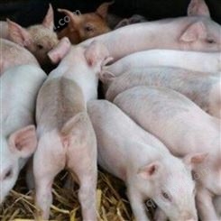 母猪长白猪仔 长白猪大量供应 长白猪猪苗