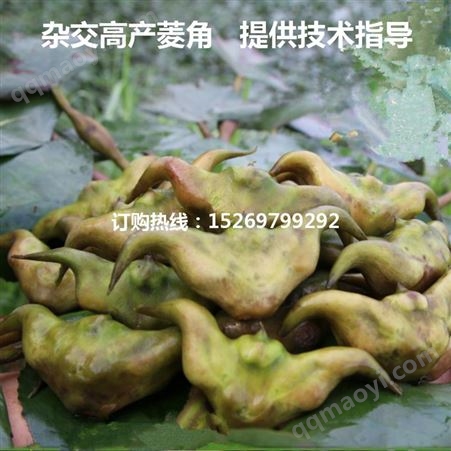 山东早熟菱角种子 绿化菱角苗 品种全 承接菱角种植