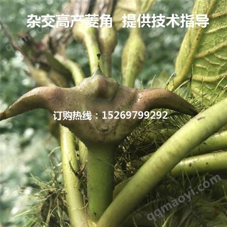山东菱角种子批发 早熟菱角种厂家 承接菱角种植