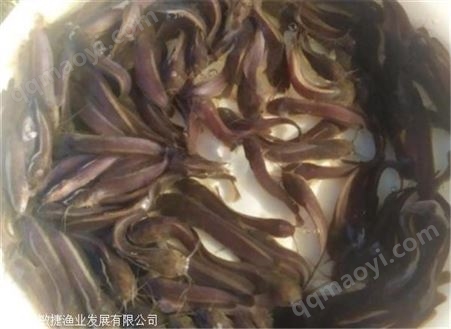 塘虱鱼苗 良种塘虱苗,大量埃及鱼苗批发,塘鲺苗水花品种多
