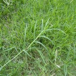 立国农业  狗牙根草一平方的种子数量  护坡边坡绿化草  高丹王  量大优惠  包邮