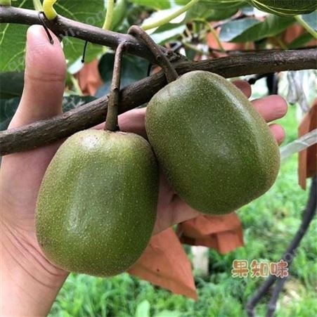 龙城2号软枣猕猴桃苗价格红心猕猴桃苗 无毛猕猴桃小苗品种