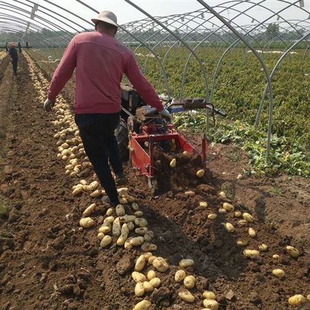 红薯收获机 手扶车带动挖地瓜机 起土豆机子 收马铃薯机器